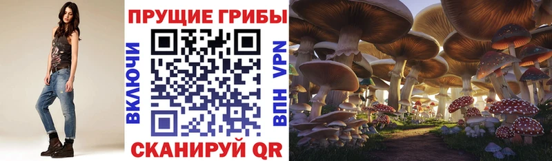 купить наркотик  Курильск  МЕГА зеркало  Галлюциногенные грибы GOLDEN TEACHER 